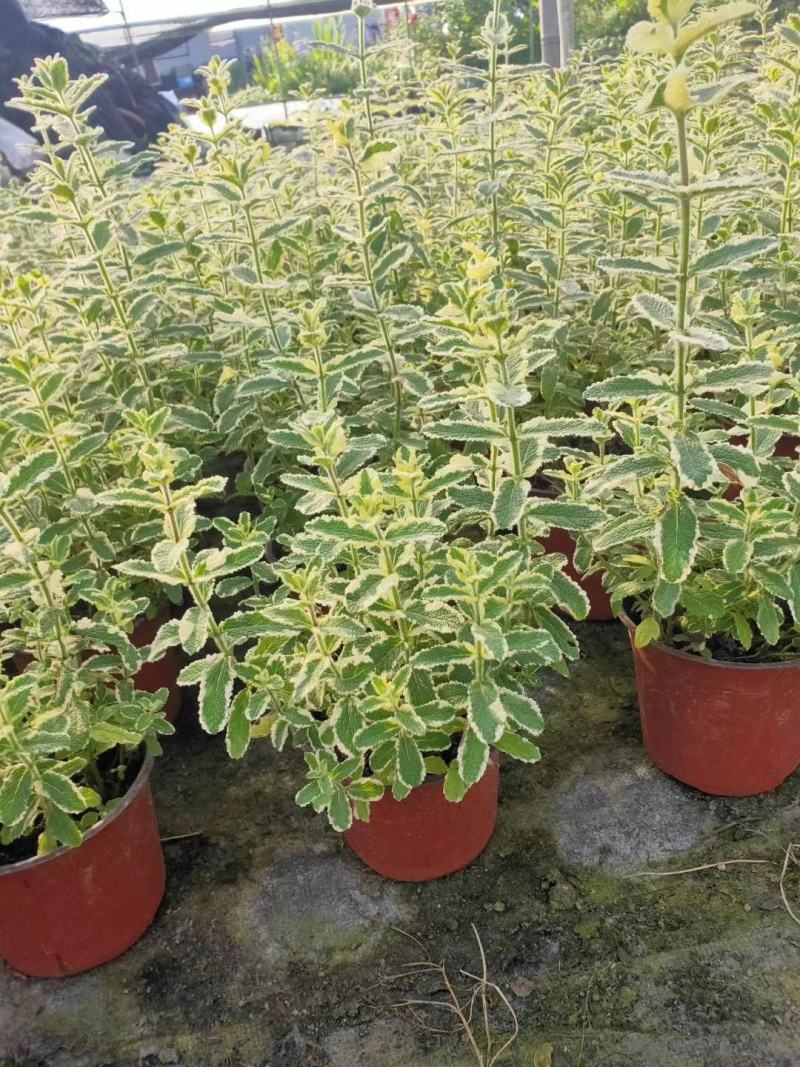 香妃草双色杯四川成都货冠幅相当好提供视频看货