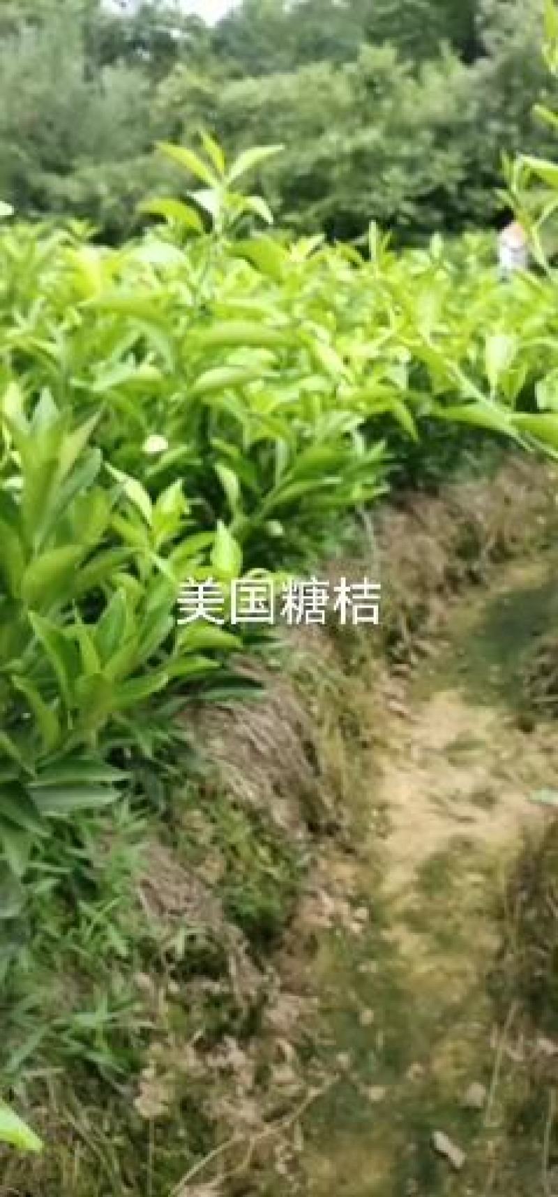 柑桔苗091无核沃柑苗30到80公分高高抗病产量高易管理