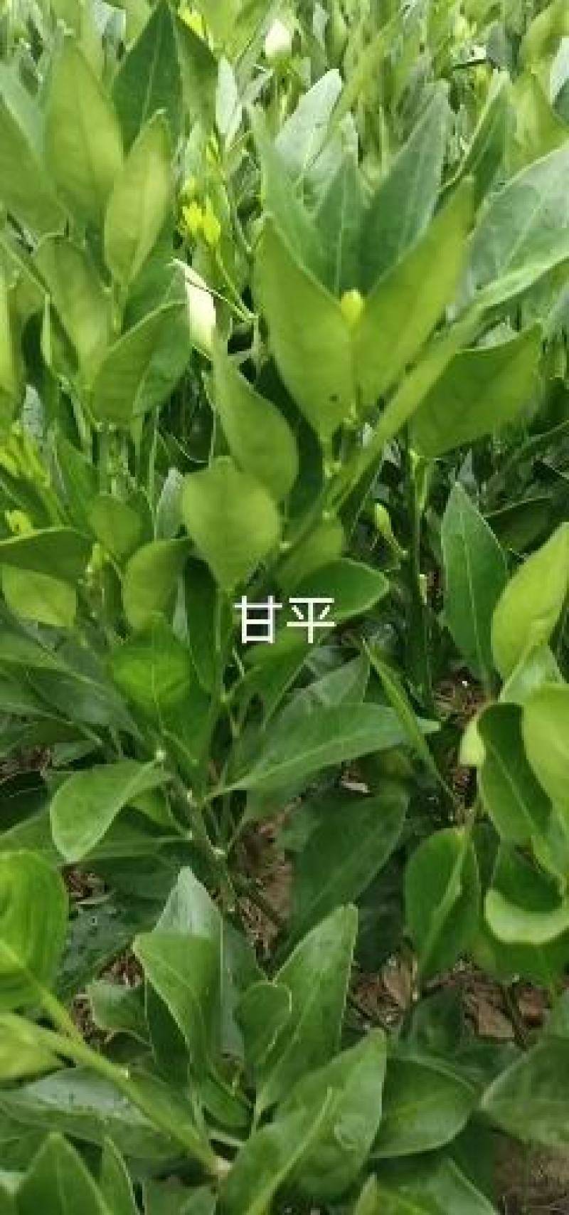 柑桔苗091无核沃柑苗30到80公分高高抗病产量高易管理