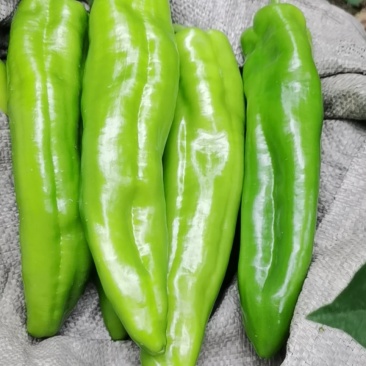 绿皮尖椒