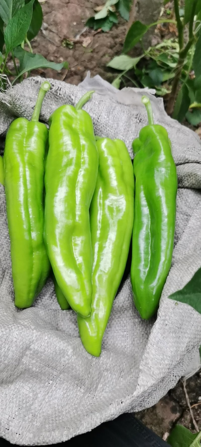 绿皮尖椒