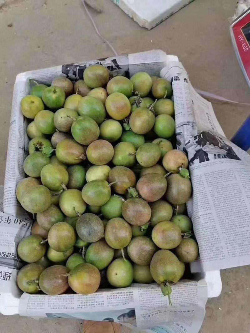 百香果大量上市，需要收果的联系我