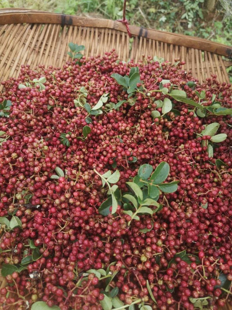 鲜花椒产地批发