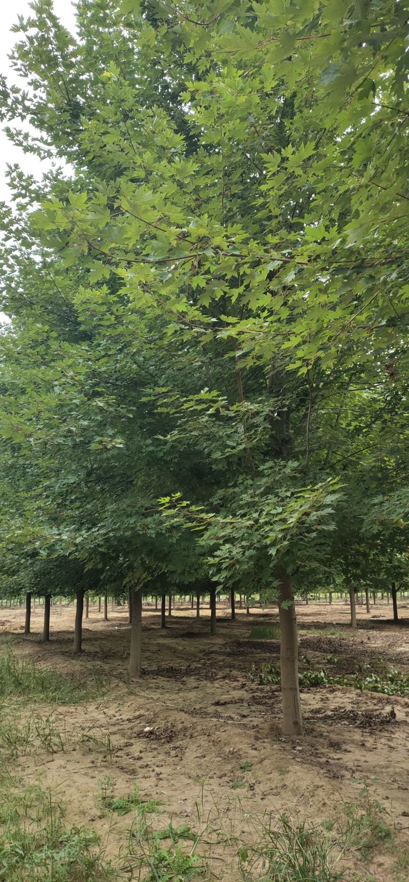 娜塔莉，娜塔莉小苗，1-15公分娜塔莉，产地供应，规格齐