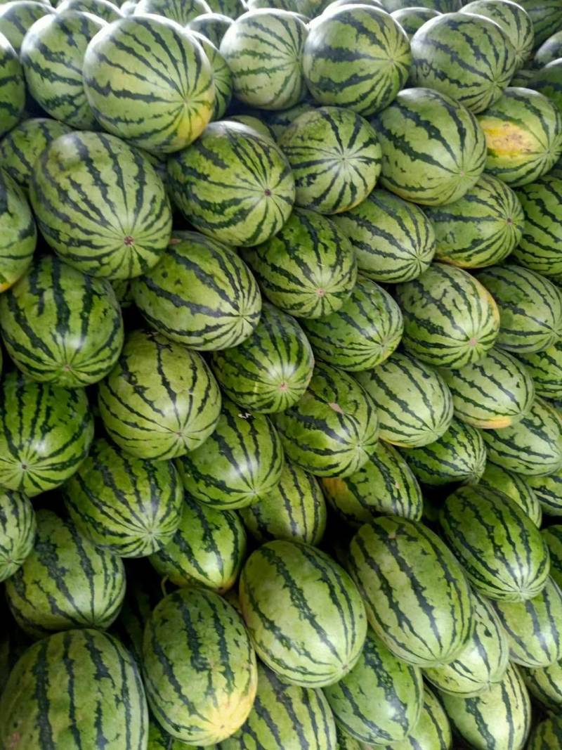 美都，金花，麒麟，京欣，龙卷风等品种齐全视频看货发往全国