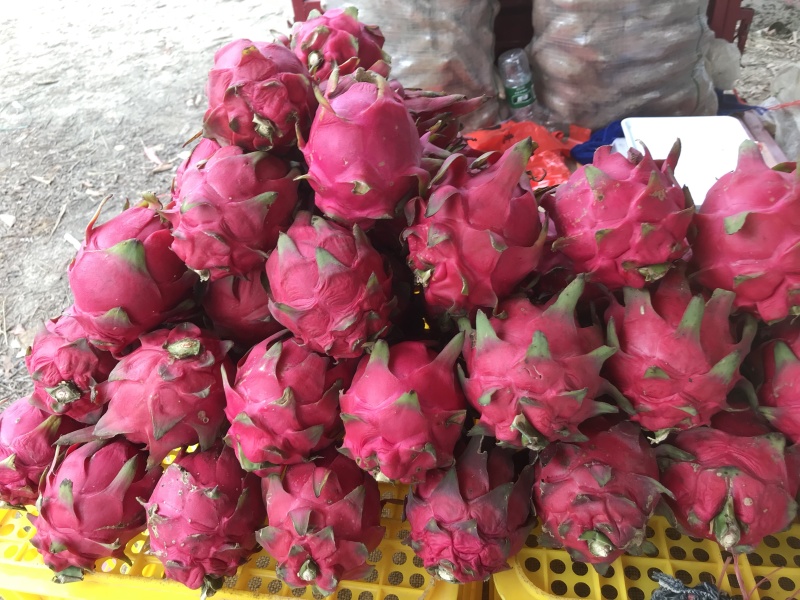 火龙果