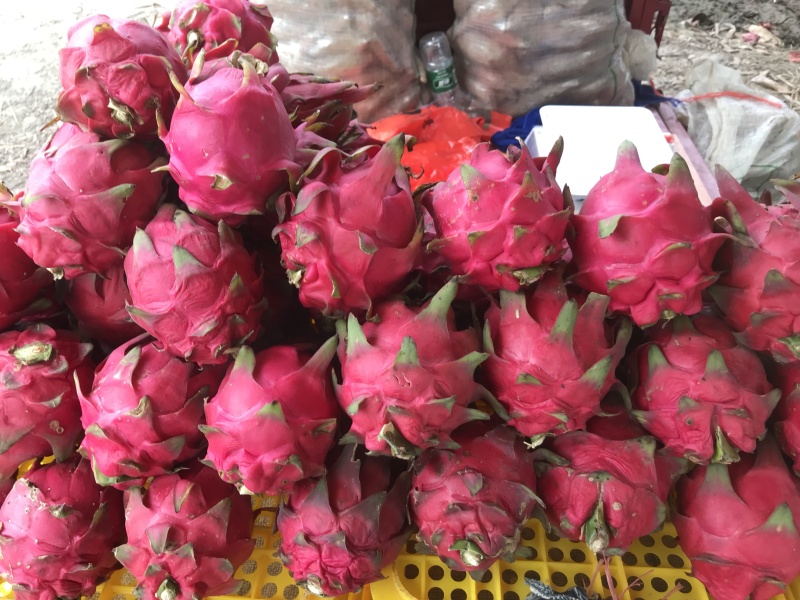 火龙果