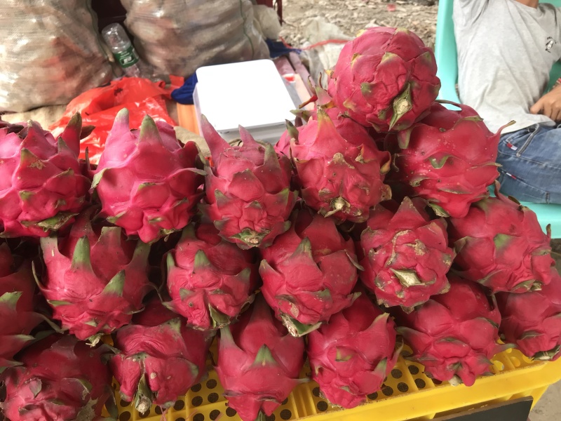 火龙果