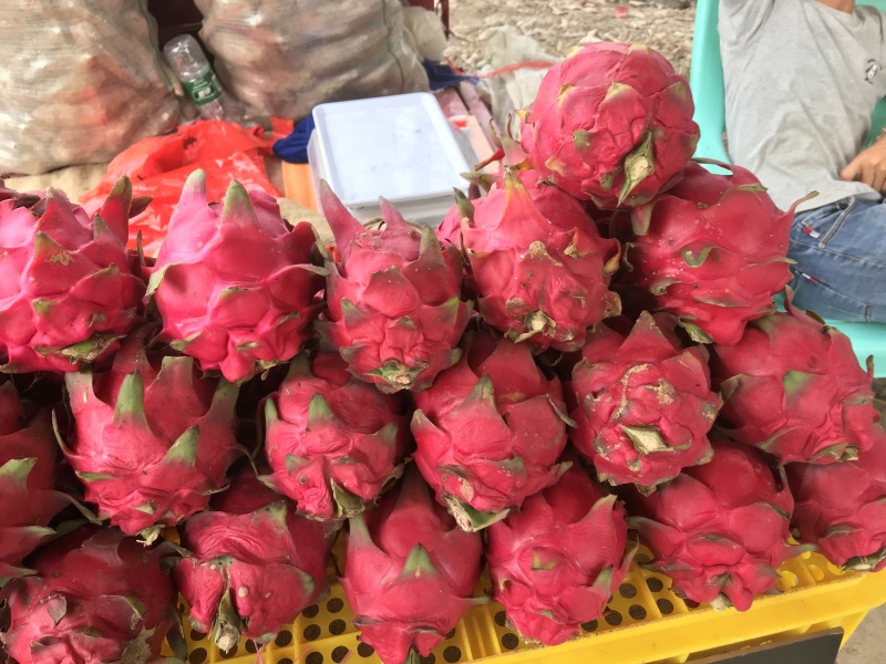 火龙果