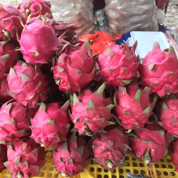 火龙果