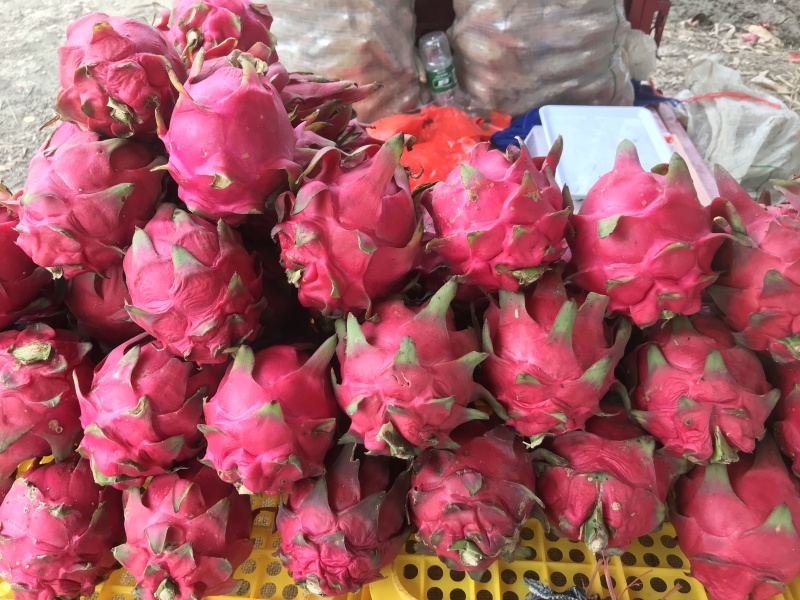 火龙果