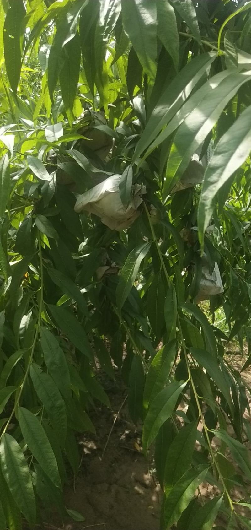 锦绣黄桃，黄金桃