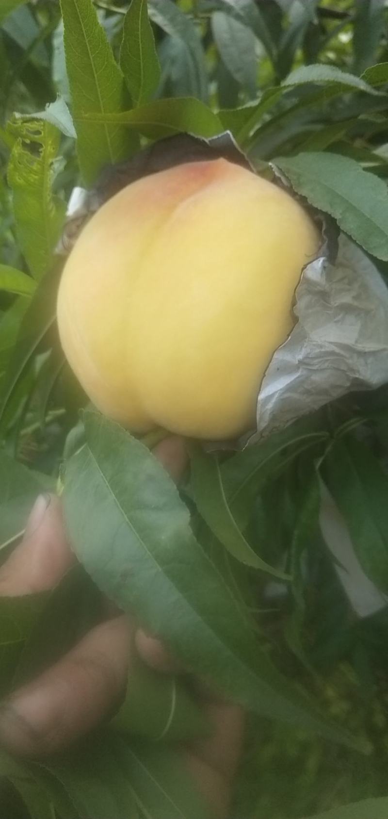 锦绣黄桃，黄金桃