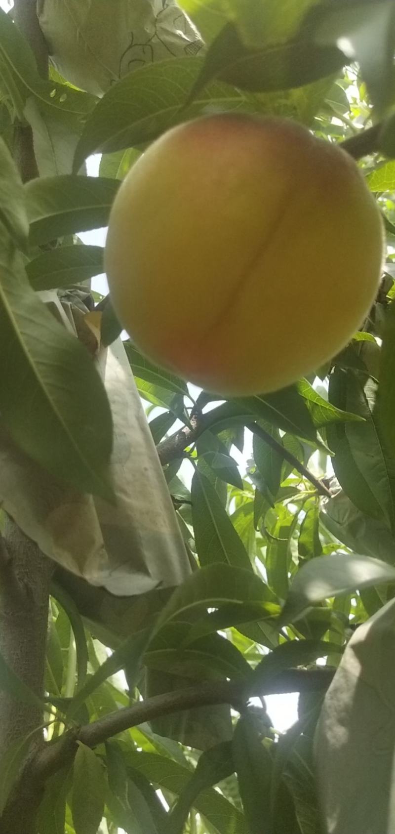 锦绣黄桃，黄金桃