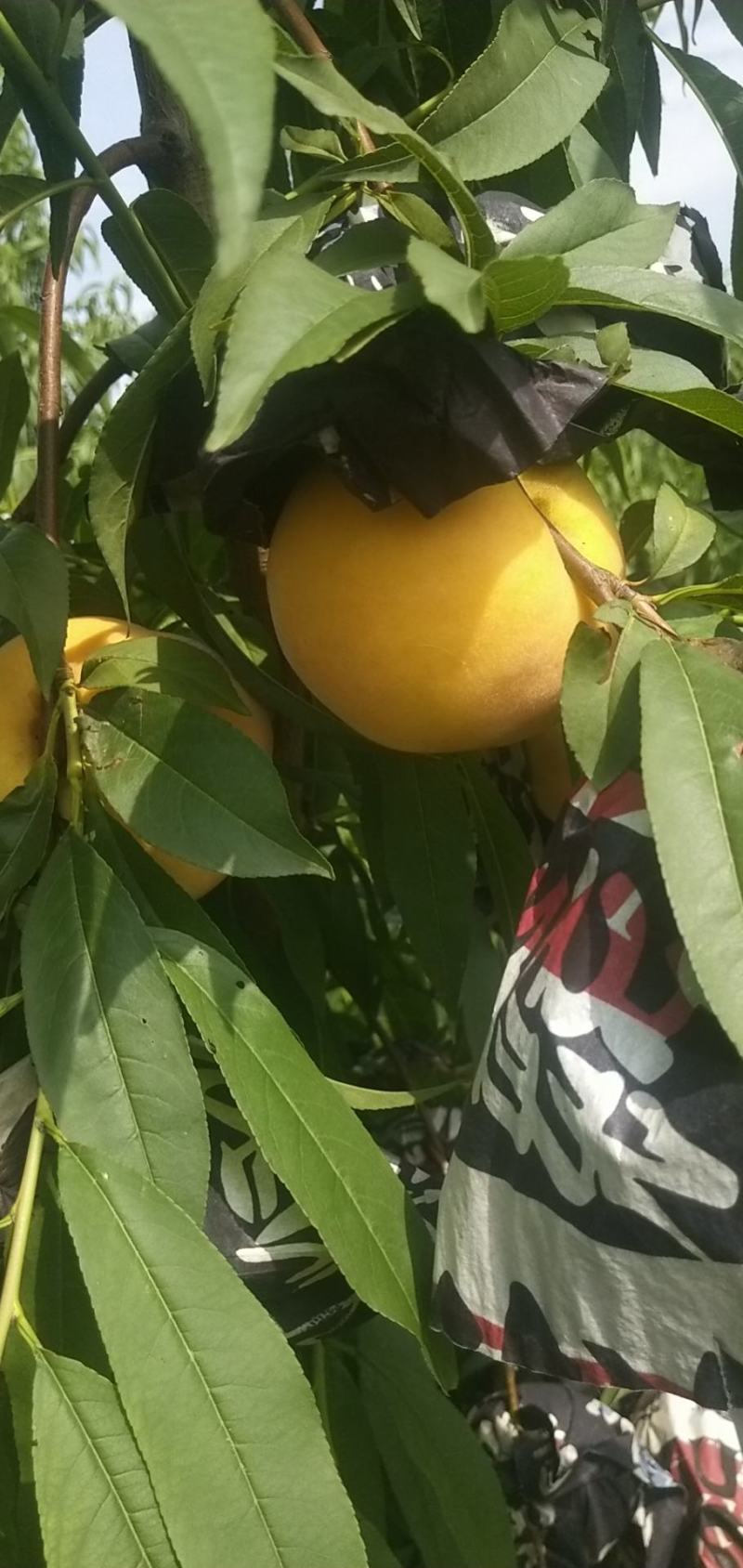 锦绣黄桃，黄金桃