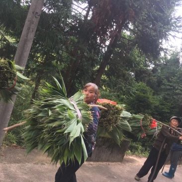 粽叶