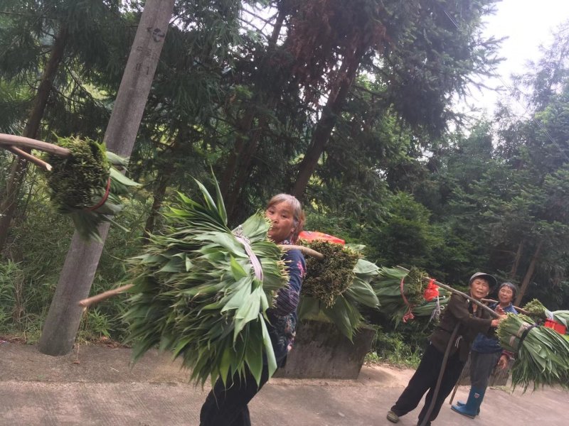 粽叶