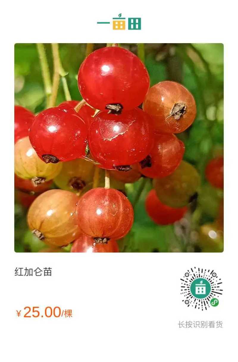 红加仑苗，黑加仑，红加仑批发，有需要各种苗请在一亩田下单