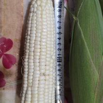 产地直发，万糯。鲜玉米，糯玉米。电商，社区团购。大量上市