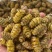 铁皮石斛枫斗铁皮石斛特级一级二级货产地直发