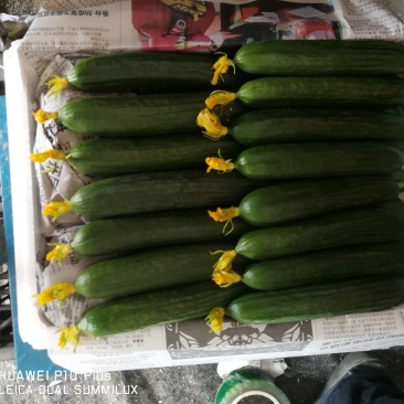 潍坊精品水果黄瓜小黄瓜脆甜可口质量好对接电商超市