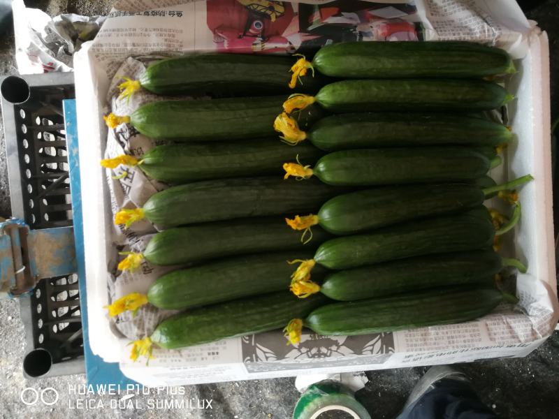 潍坊精品水果黄瓜小黄瓜脆甜可口质量好对接电商超市