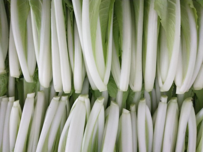 精品小白菜