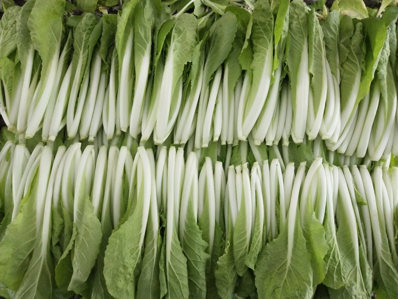 精品小白菜