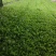 精品小白菜