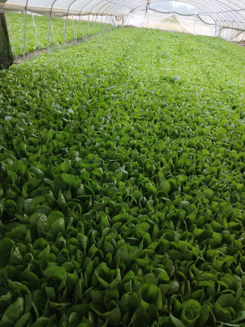 精品小白菜