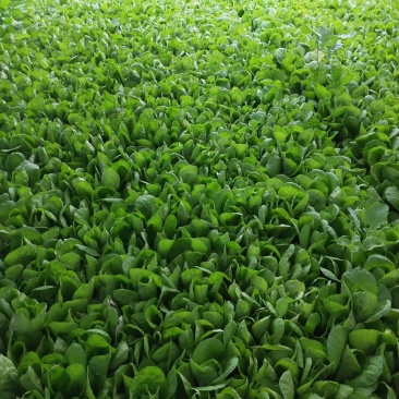 精品小白菜