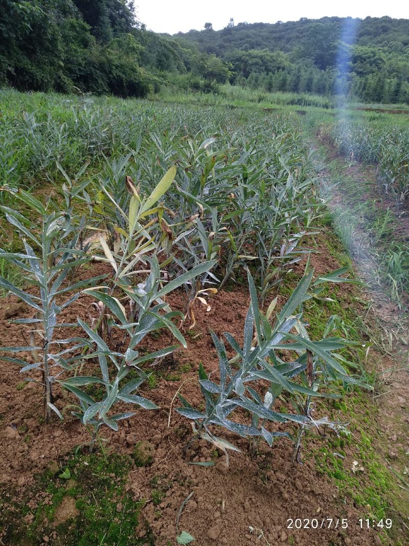 龙牙百合种球桃源本地种子