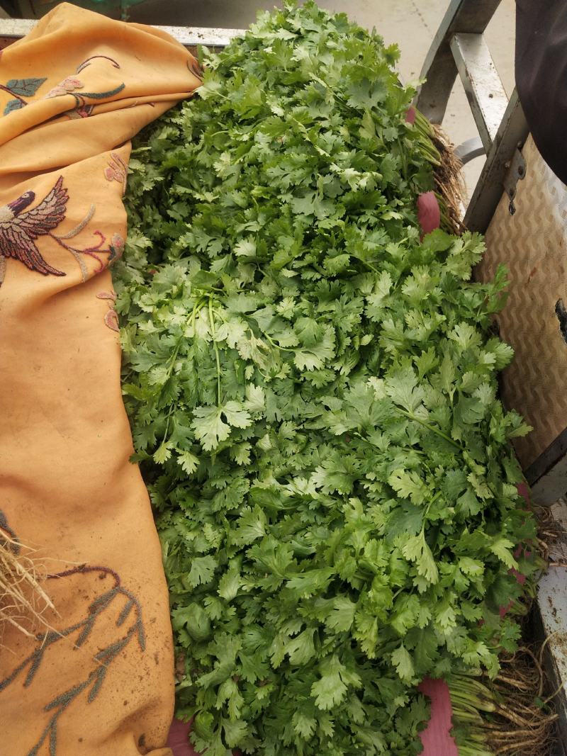 河北邯郸本地香菜精品香菜欢迎来电量大价美欢迎来电