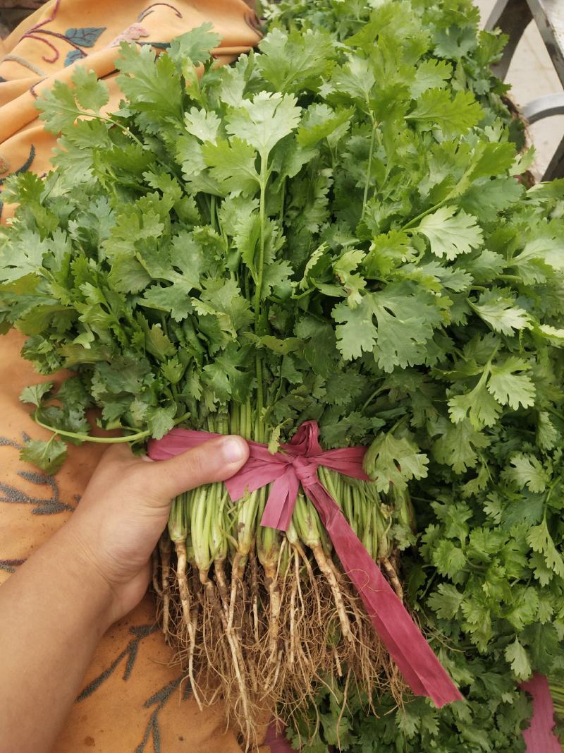 河北邯郸本地香菜精品香菜欢迎来电量大价美欢迎来电