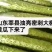特级黄瓜苗强雌油亮黄瓜苗嫁接苗可发快递