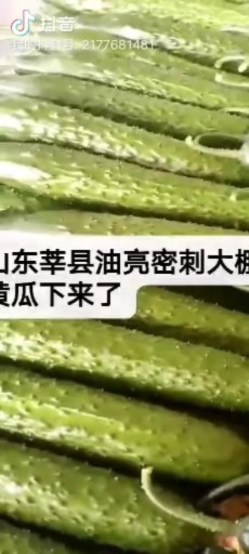 特级黄瓜苗强雌油亮黄瓜苗嫁接苗可发快递
