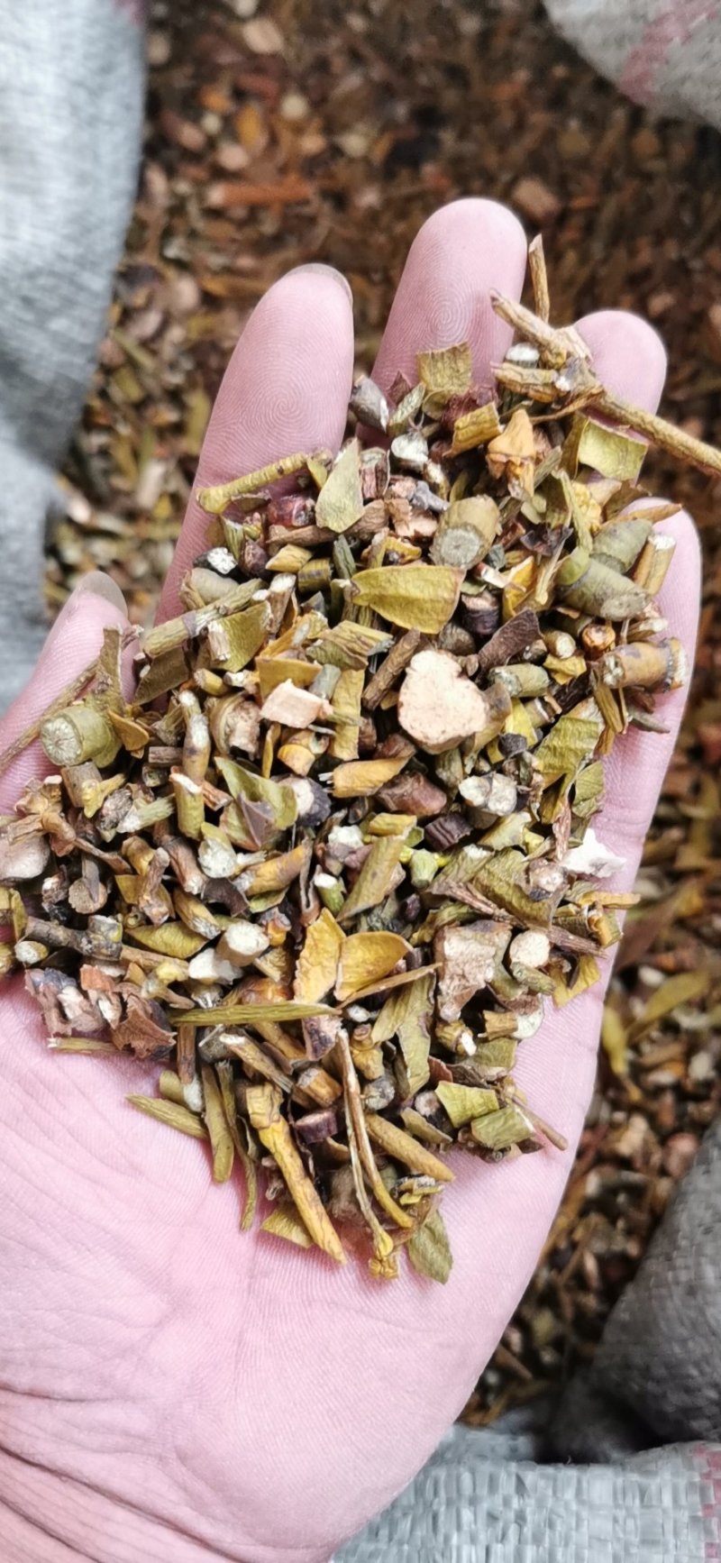 批发桑寄生中药材量大从优