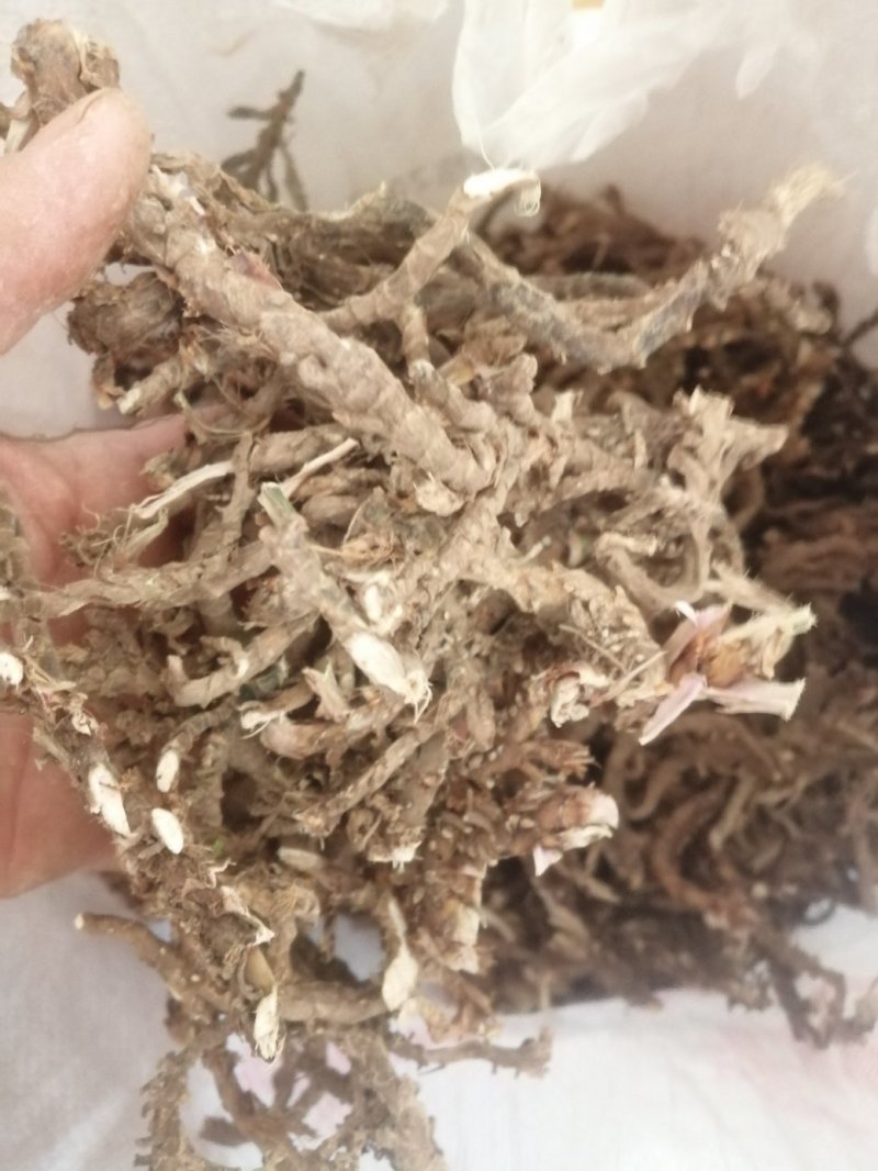 产地四川南充纯野生石菖蒲干货