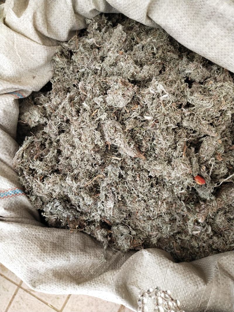 棉茵陈量大优惠。。