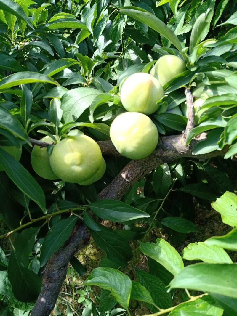 蜂糖李子批发，陕西蜂糖李子基地价格，蜂糖李子价