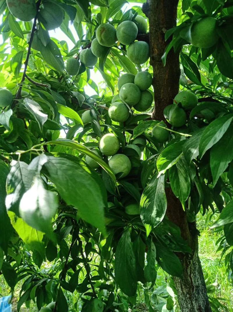 蜂糖李子批发，陕西蜂糖李子基地价格，蜂糖李子价