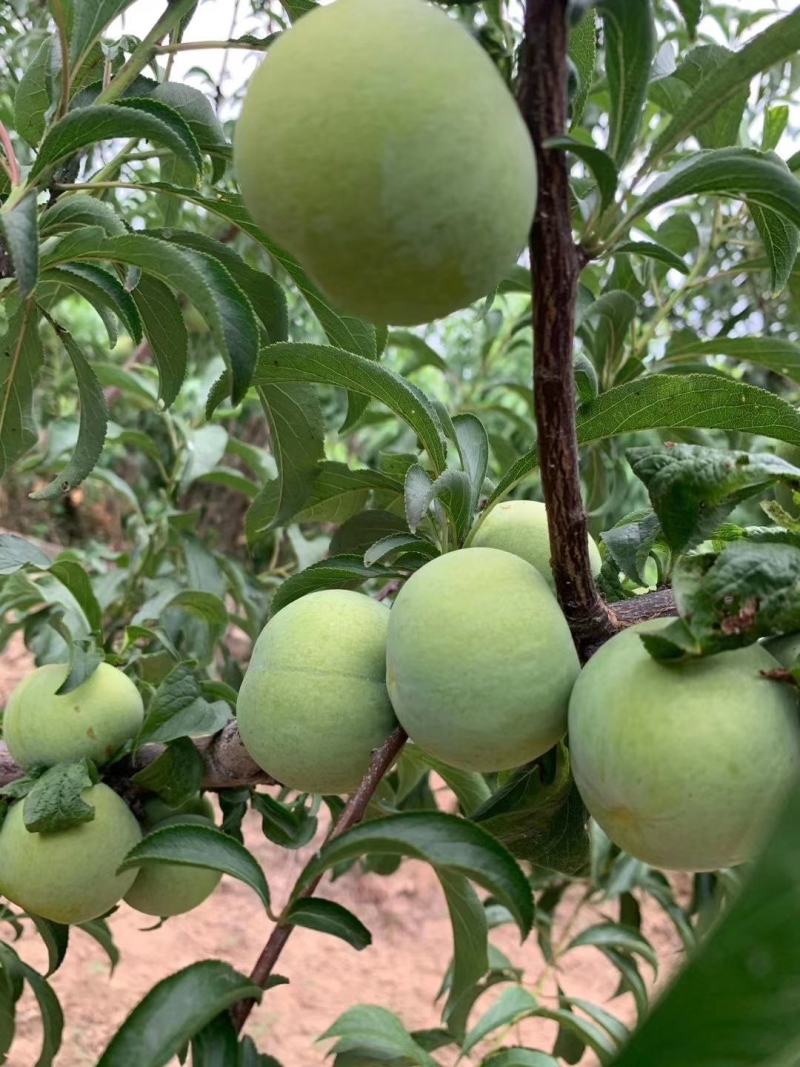 蜂糖李子批发，陕西蜂糖李子基地价格，蜂糖李子价