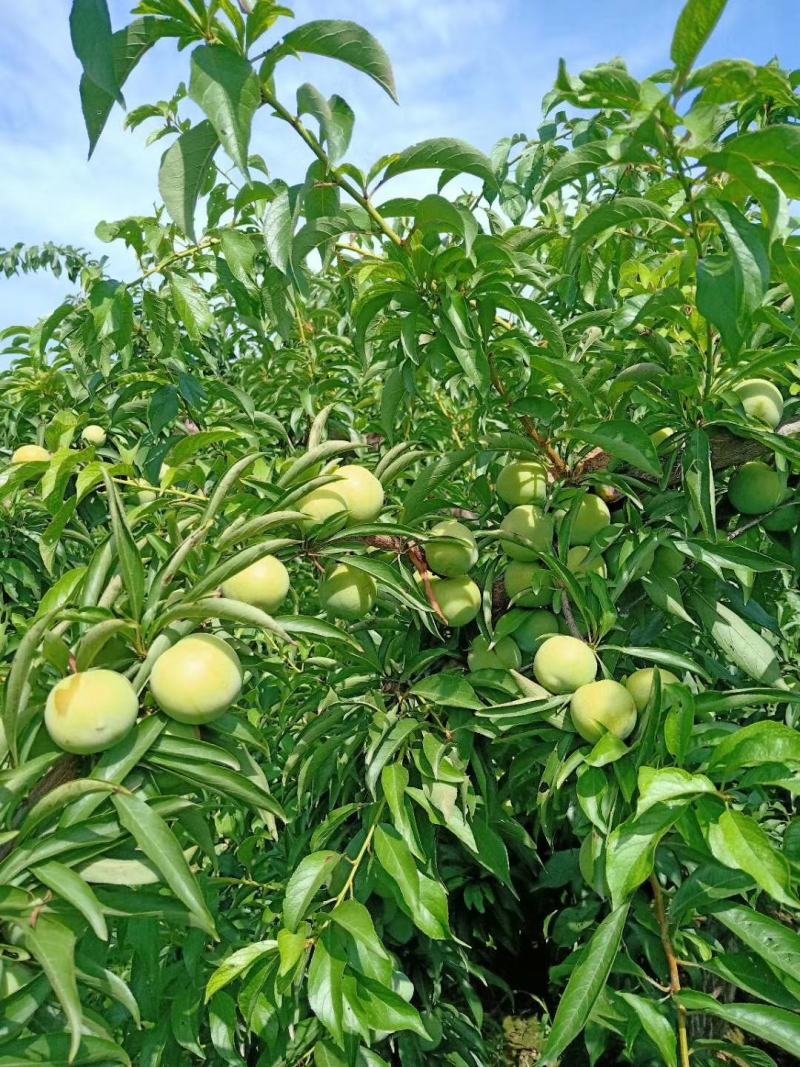 蜂糖李子批发，陕西蜂糖李子基地价格，蜂糖李子价