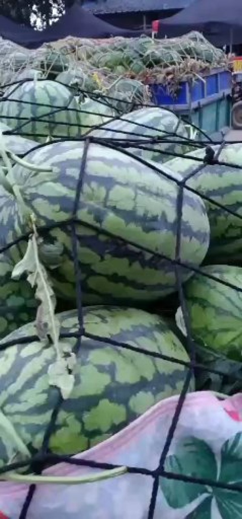 冠龙系列，个大皮薄，支持视频和产地看货