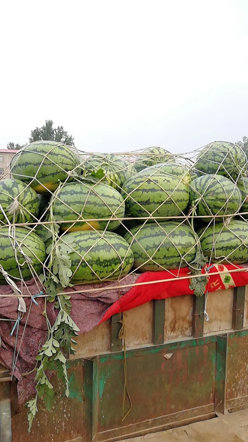 冠龙系列，个大皮薄，支持视频和产地看货