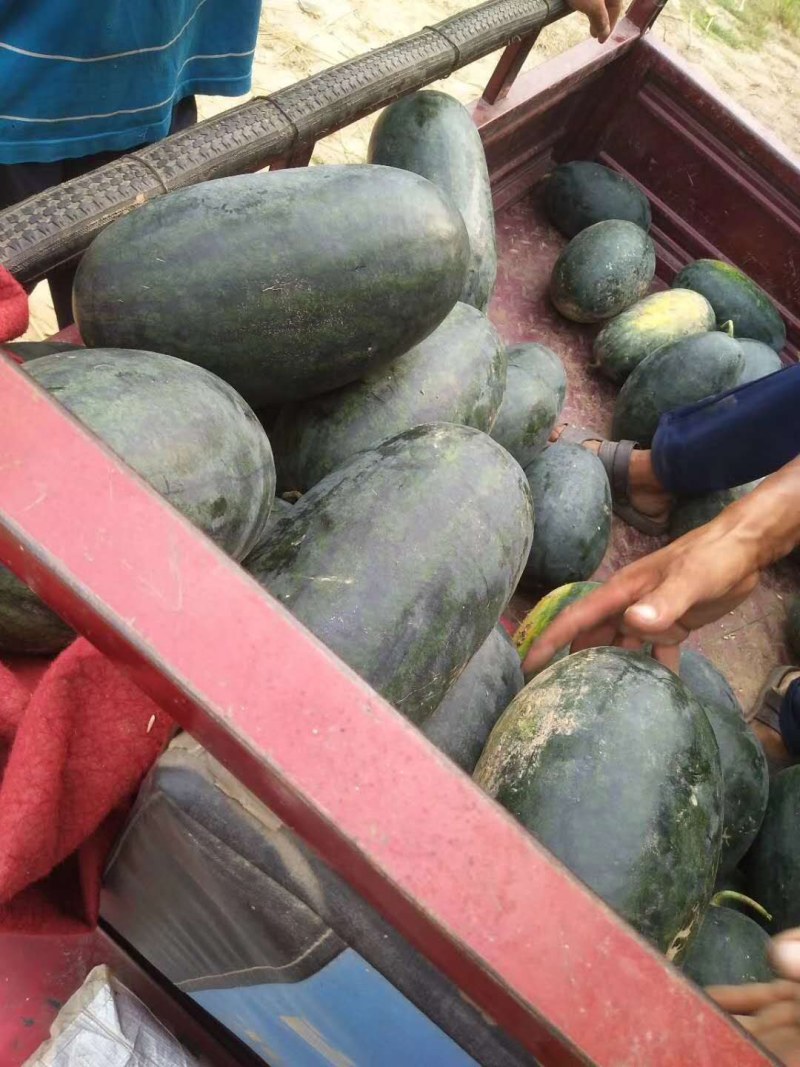 黑美人西瓜大量上市了欢迎各地老板大量采购