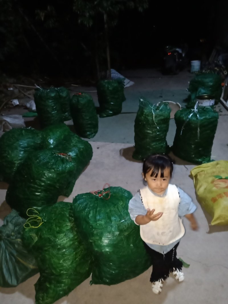 大量出售荷包豆（肾豆）鲜货，干货