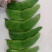 大量出售荷包豆（肾豆）鲜货，干货