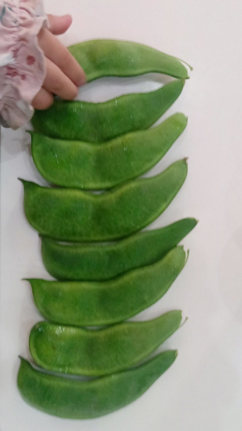大量出售荷包豆（肾豆）鲜货，干货