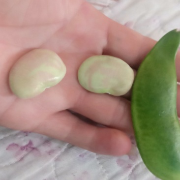 大量出售荷包豆（肾豆）鲜货，干货